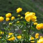 Trollblume pflanzen und pflegen