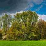Windschutzhecke anlegen: Wie und warum?