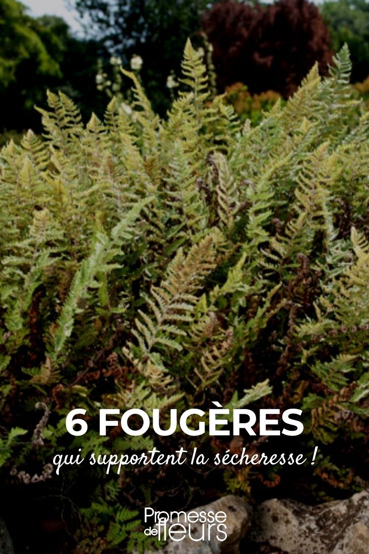 6 Farne für trockene Böden