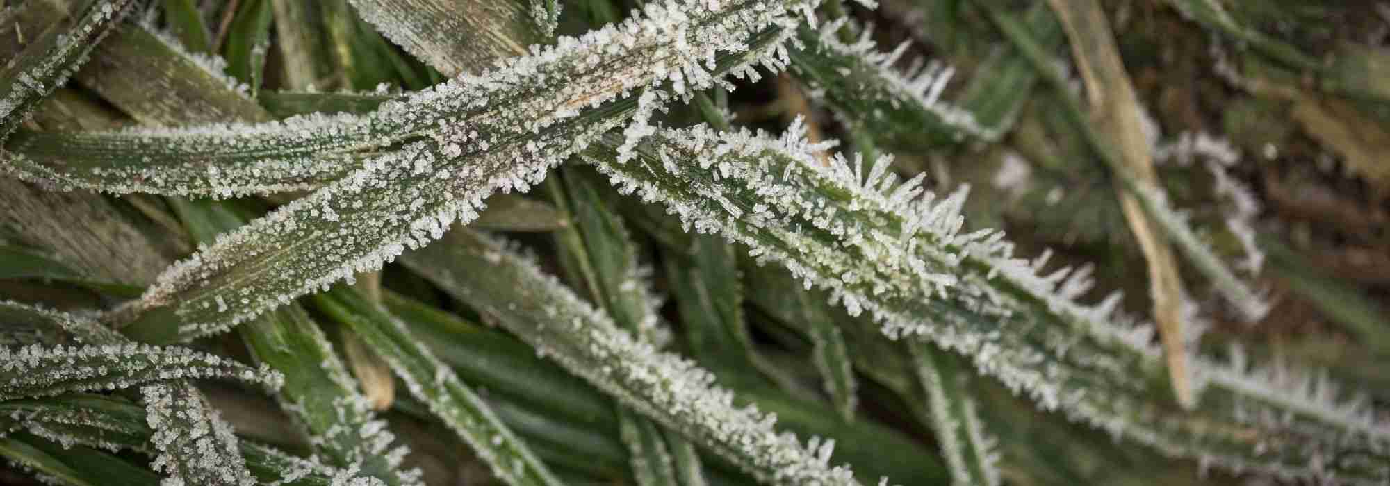 Garten winterfest machen