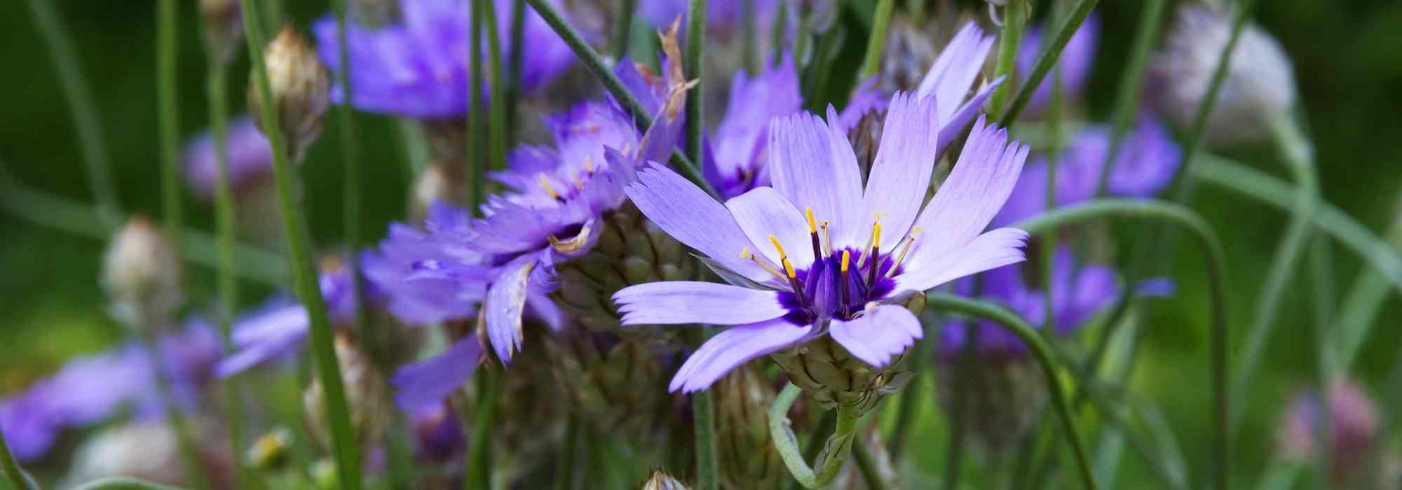 Blaue Rasselblume: Pflanzen, Pflege & Schnitt