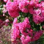 Stammrose oder Trauerrose pflanzen