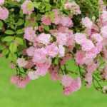 Stamm- oder Trauerrose: Was ist das?