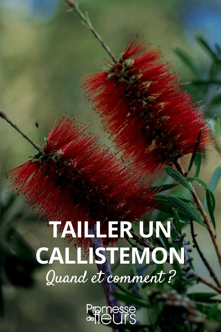 Wie schneidet man einen Callistemon?