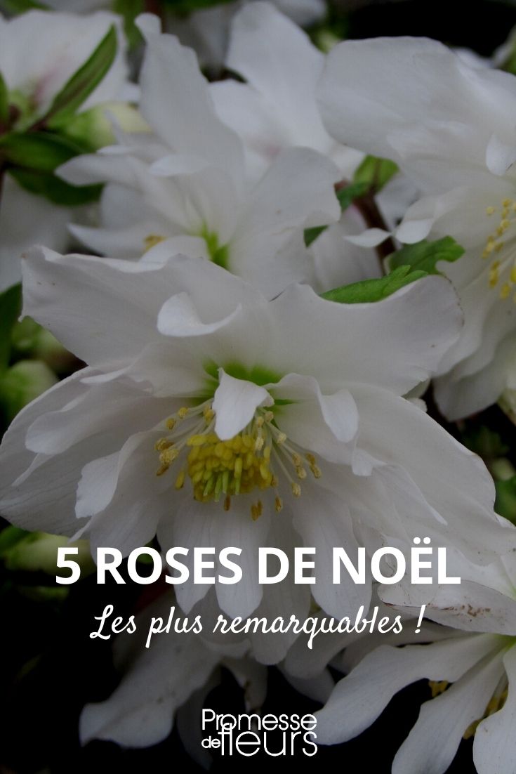 Auswahl von 5 Helleborus niger