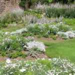 9 Tipps vom Gartenprofi für einen weißen Garten