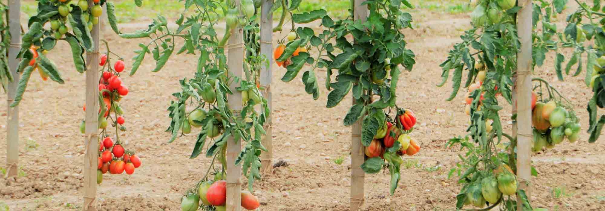 Tomate: 7 Sorten für Anfänger
