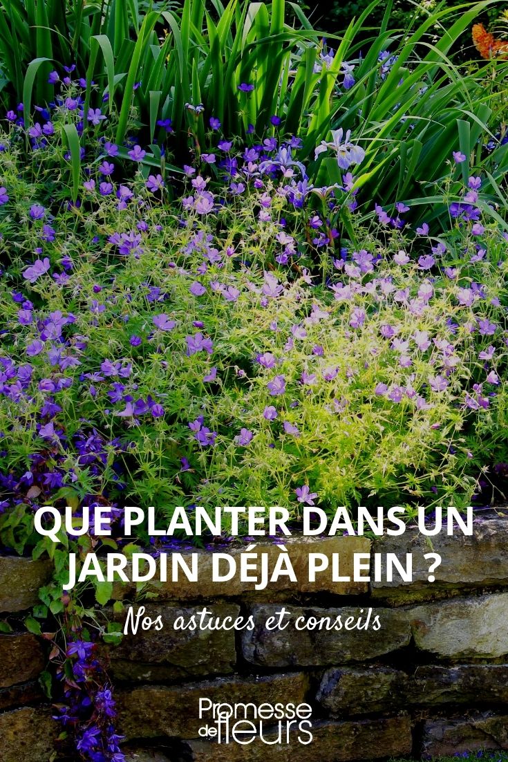 Welche Pflanzen eignen sich für einen bereits vollen Garten?