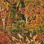 7 tolle Herbstbeete