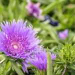 Kornblumenaster: Pflanzen, Pflege & Kultur