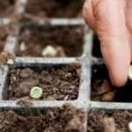 Gartenkalender – März