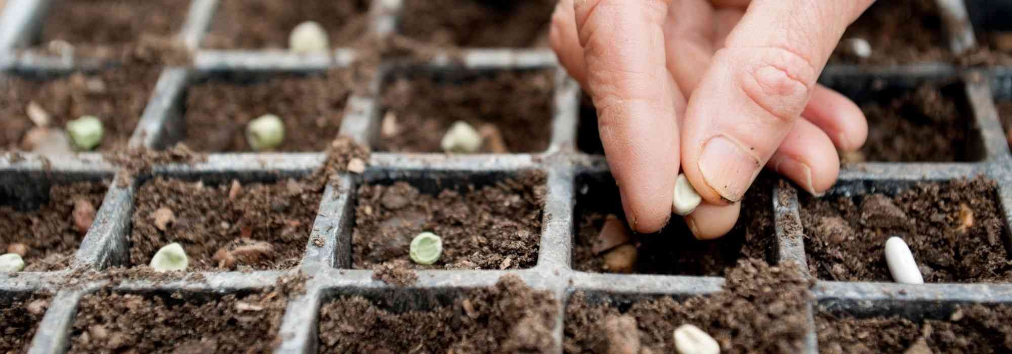 Gartenkalender – März