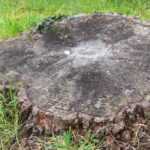 Baum-Wurzelstock entfernen?