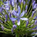 Agapanthus aussäen