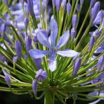 Agapanthus aussäen