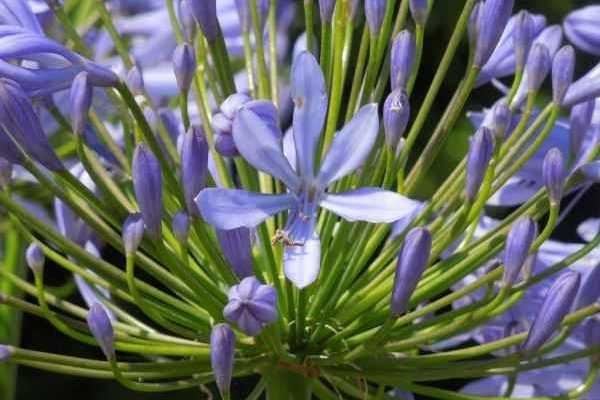 Agapanthus aussäen