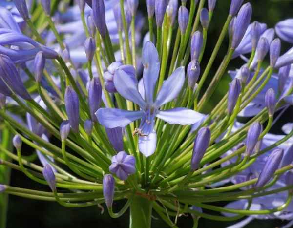 Agapanthus aussäen