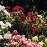 6 Tipps für ein schönes Rosenbeet