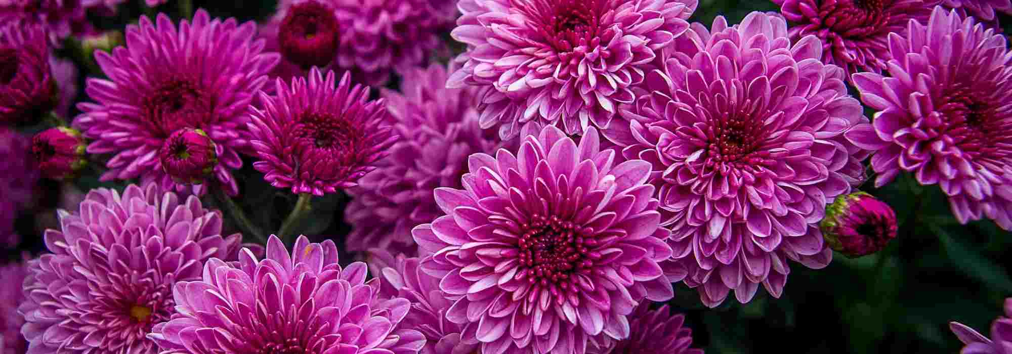 Chrysantheme im Topf kultivieren