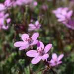 Erodium, Storchschnabel: Pflanzung, Pflege 
