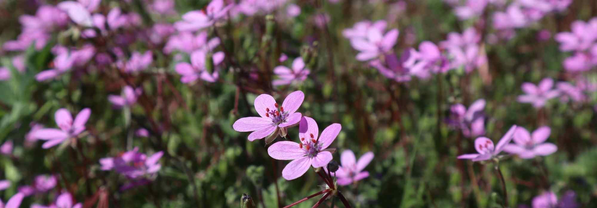 Erodium, Storchschnabel: Pflanzung, Pflege 
