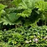Blattschmuckbeet gestalten
