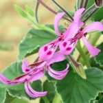 Wie kann man duftende, Efeu- oder Zonal-Pelargonien vermehren?