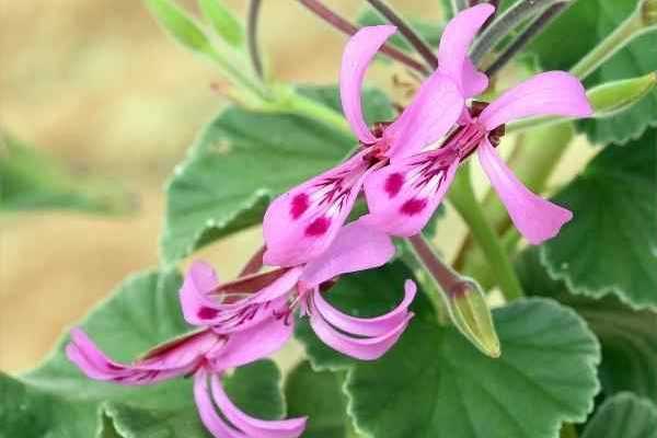 Wie kann man duftende Pelargonien, Efeupelargonien oder Zonalpelargonien durch Stecklinge vermehren?
