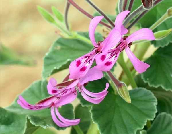 Wie kann man duftende, Efeu- oder Zonal-Pelargonien vermehren?