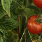 Wie stellt man Tomatenjauche her?