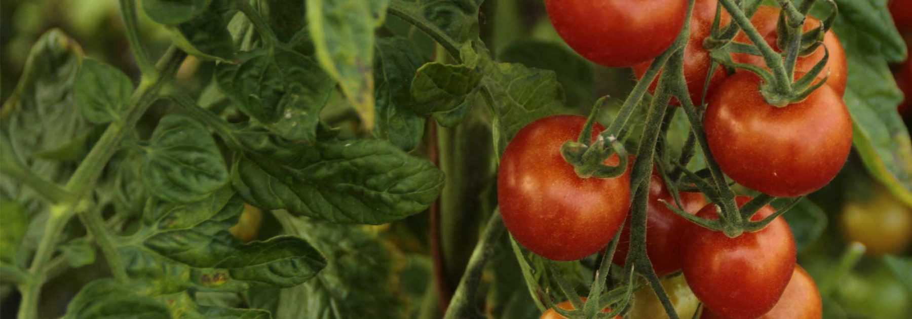 Wie stellt man Tomatenjauche her?