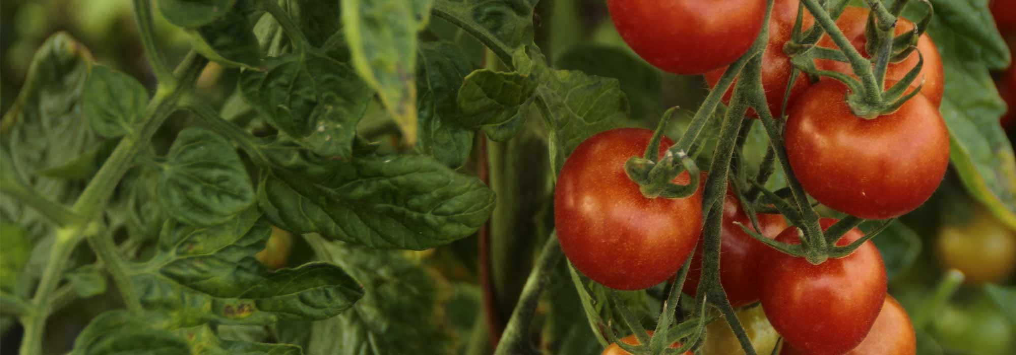 Wie stellt man Tomatenjauche her?