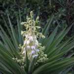 Yucca auswählen