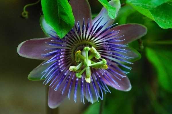 Wie macht man Stecklinge von Passionsblumen? Unsere bebilderte Anleitung!