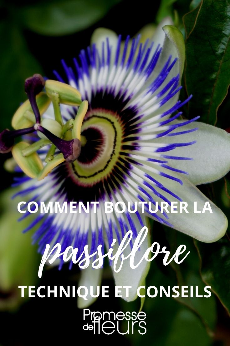 Tutorial: Stecklinge der Passionsblume
