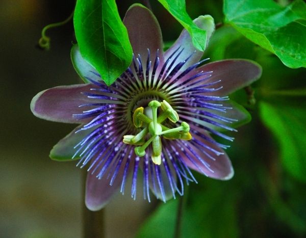 Wie macht man Stecklinge von Passionsblumen? Unsere bebilderte Anleitung!
