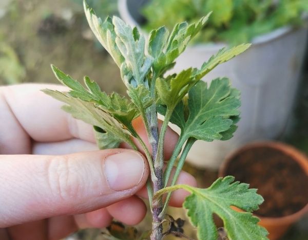 Wie vermehrt man Chrysanthemen durch Stecklinge? Unsere bebilderte Anleitung!