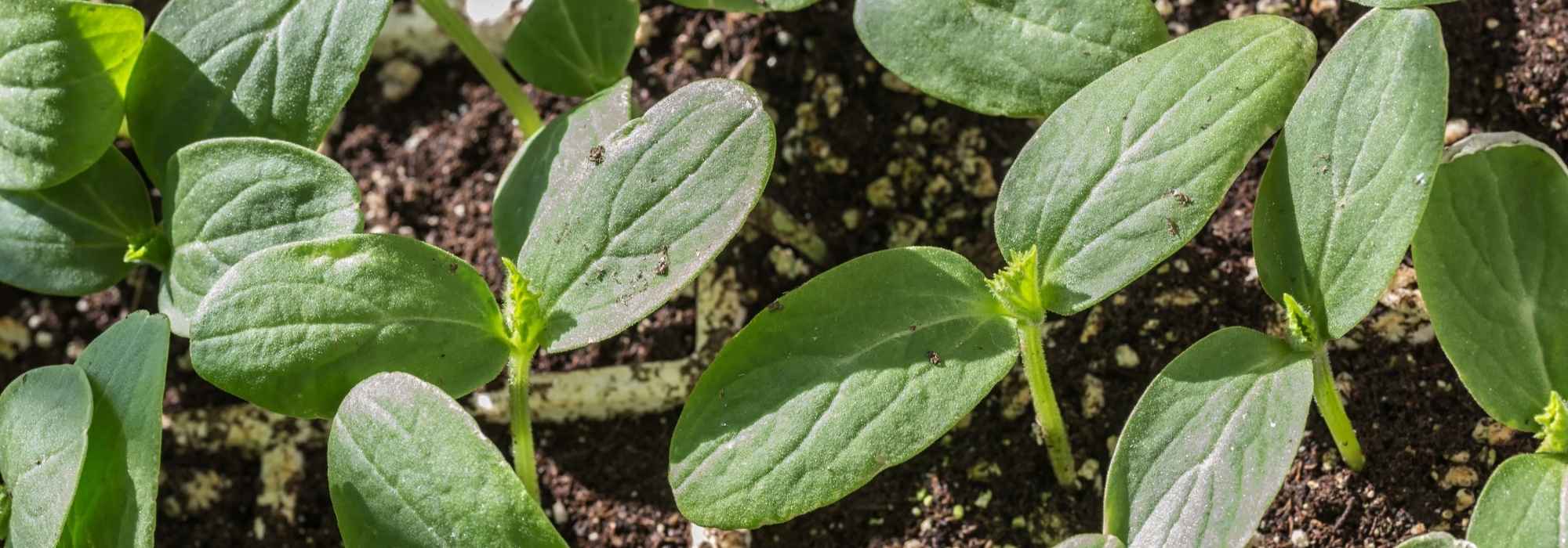 Gemüsegarten-Kalender – April