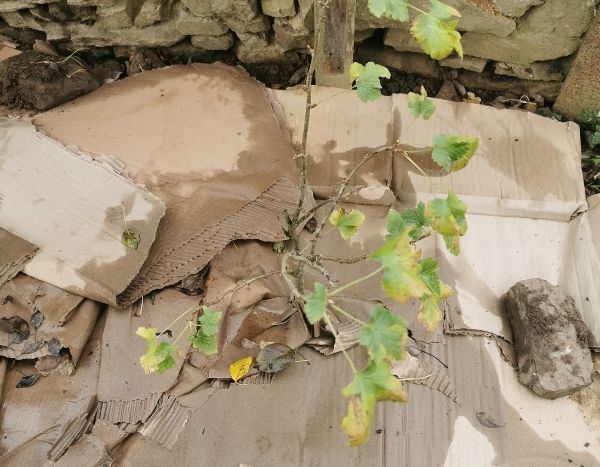 Karton im Garten: Was tun?