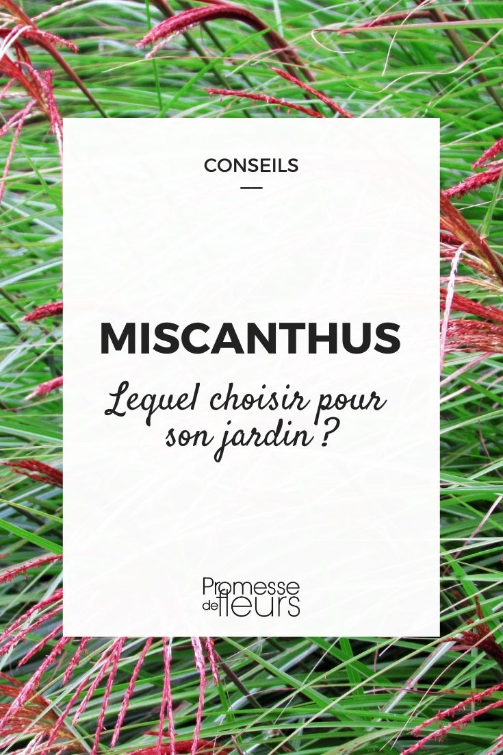 Miscanthus: Kaufberatung