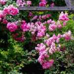 Rosengarten anlegen?