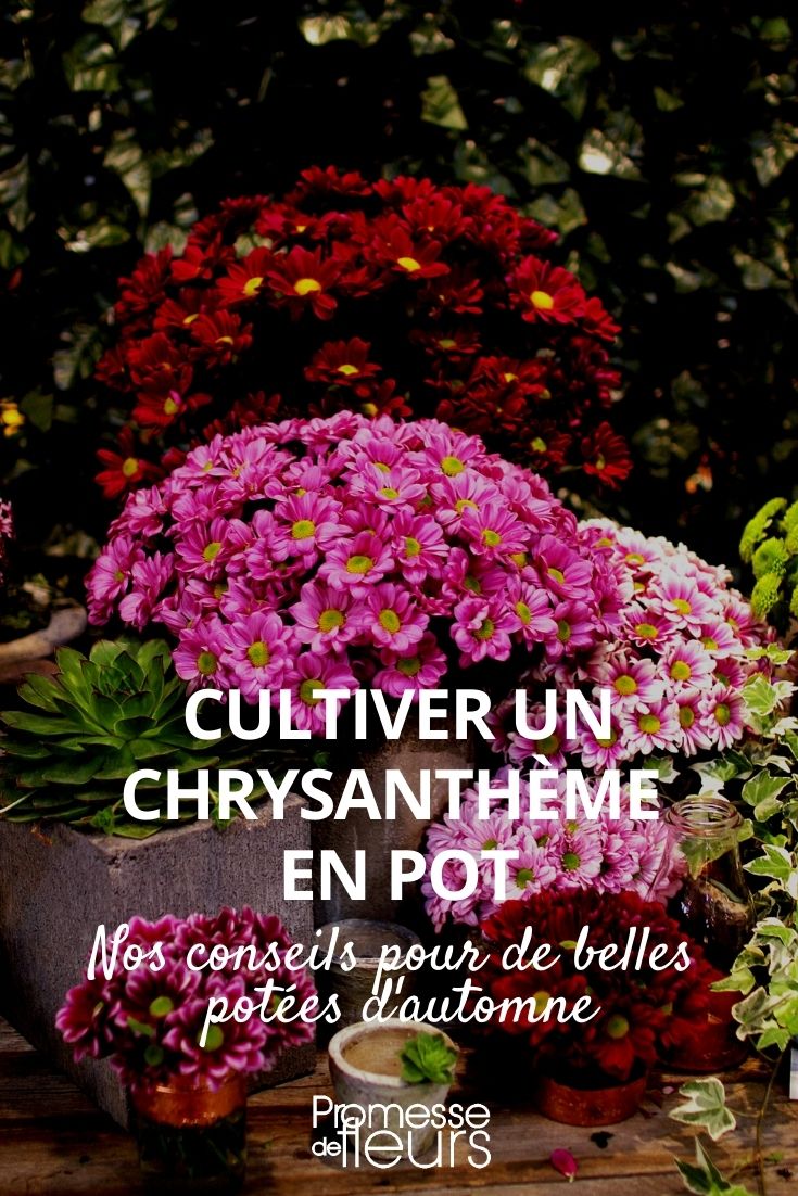 Chrysantheme im Topf