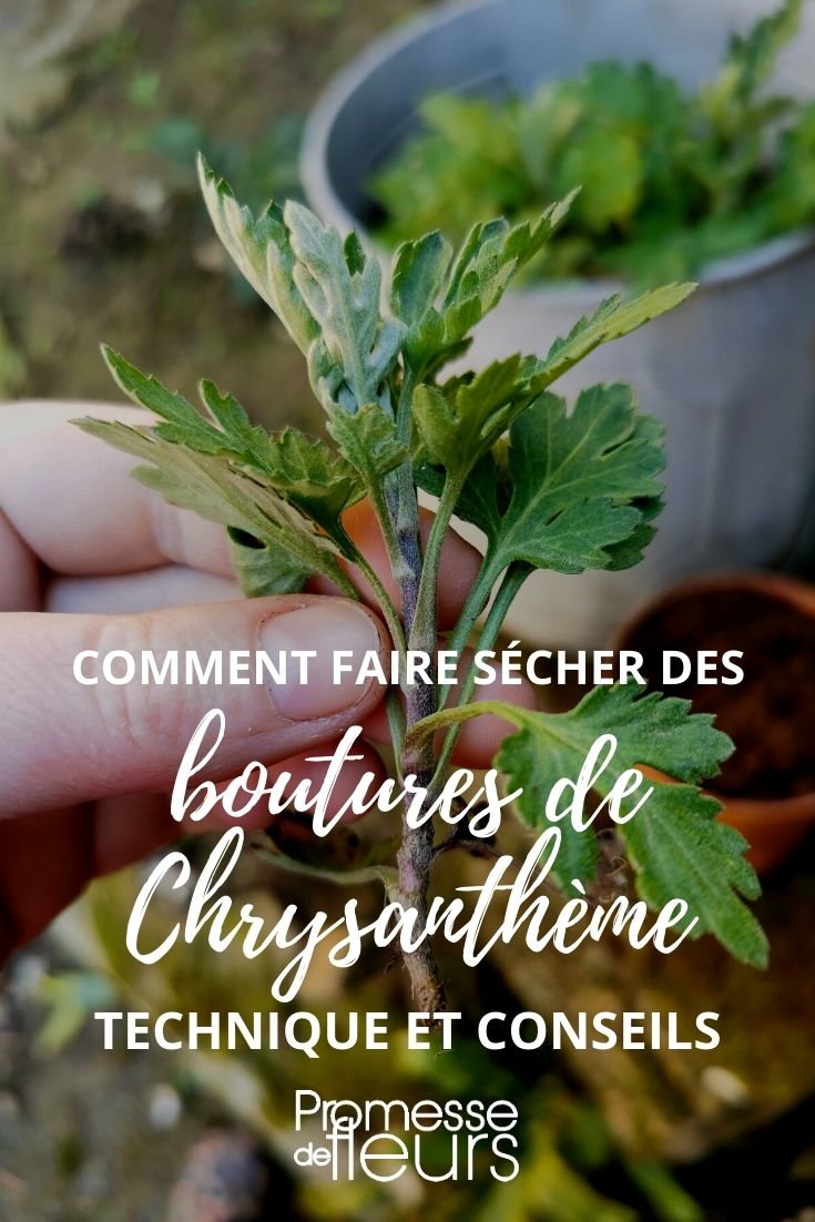 Tutorial: Chrysanthemenstecklinge machen