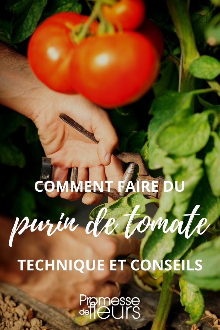 Tutorial: Wie man Tomatenjauche herstellt