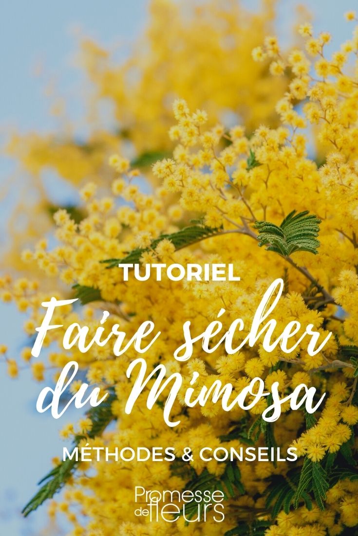 Wie trocknet man Mimosenblüten?