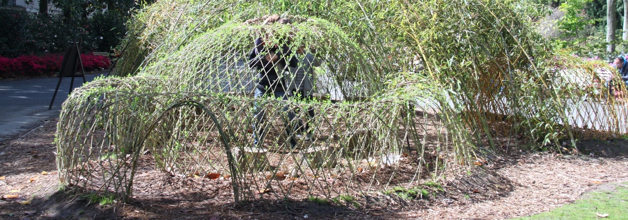 Wie baut man eine lebende Weidenhütte?