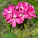 Erfolgreiche Aussaat von Pelargonien