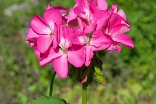 Erfolgreiche Aussaat von Pelargonien