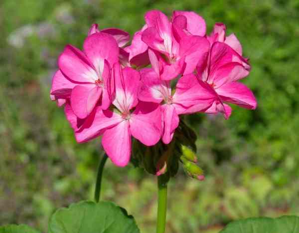 Erfolgreiche Aussaat von Pelargonien