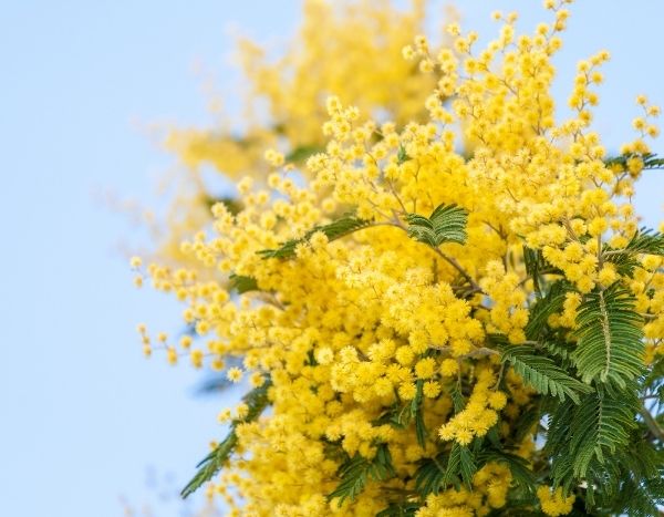 Wie trocknet man Mimosa?